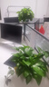 双盟绿萝盆栽除甲醛花卉绿植办公室新房净化空气180加仑4盆装源头直发 实拍图