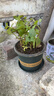 柠檬薄荷盆栽新鲜可食用薄荷叶苗驱蚊草水培好养花卉室内绿植物 原土薄荷+加仑盆+肥料一盆装 不含盆 实拍图