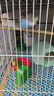 豪蚨虎皮鹦鹉说话小鸟活物观赏鸟宠物牡丹小太阳亲人玄风鹦鹉豪蚨 绿+蓝虎皮一对（一公一母） 实拍图