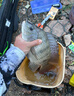 达亿瓦（DAIWA）一击 轻量鲤鱼鲫鱼草鱼罗非 进口鱼竿手杆 轻硬挺 休闲台钓 3.9m 一击P 5H-39.K（黑坑） 不支持使用/试用后退换货 实拍图