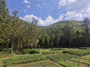 雪佛龙（Chevron） 特劲TCP燃油宝除积碳汽油添加剂三元催化保养清洁剂355毫升 实拍图