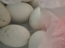 耕果妙新鲜大鹅蛋6枚1.2斤农家散养新鲜鹅蛋100-130g/枚 源头直发 包邮 实拍图