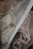 梦芭蒂内衣女小胸显大文胸套装无钢圈聚拢立体上托性感蕾丝侧收副乳胸罩 实拍图