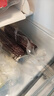 京鲜生东北糯玉米3黄3白3黑220g*9棒 真空包装新鲜甜糯玉米棒 源头直发 实拍图