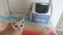 獒少保猫包外出大号猫背包宠物背包太空舱透气便携包双肩包猫咪狗狗用品 双肩背包雾霾蓝色建议15斤以内 实拍图
