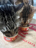 弗列加特 98%高含肉量 FPMR生骨肉猫主食罐 成猫猫罐头散养火鸡肉味95g 实拍图