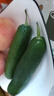 京地达山东水果黄瓜 净重3斤 单果100g+ 现摘小黄瓜蔬菜源头直发包邮 实拍图