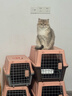 獒少保【带挂碗+垫板】宠物航空箱大号狗猫托运箱猫咪狗狗航空箱运输箱 一号PLUS 建议18斤以内 实拍图