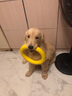 加仕高狗狗玩具eva拉环中大型犬互动圆环金毛边牧磨牙耐咬狗解闷神器 实拍图