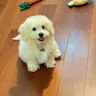 Orijen渴望狗粮 成犬幼犬无谷鸡天然鸡肉进口全价通用犬粮2kg 效期26/3 实拍图
