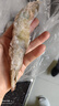 东上御品虾 青岛大虾基围虾鲜活青虾白虾海虾对虾冰虾冻虾生鲜 虾类 海鲜 3斤(净重)  气冻大虾【活虾速冻】 17-21cm【特大虾皇】 实拍图