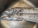 七冰东 带鱼 新鲜特级大带鱼整条 海钓宽带鱼段整箱 海鲜水产 生鲜 鱼类 10斤礼盒（1.5-2斤/条） 实拍图