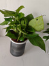 特价绿萝盆栽室内客厅办公室吸甲醛净化空气水培植物绿植花卉好养 【1盆】绿萝+轻奢灰色繁星吸水盆 整体含盆高度20-25cm 实拍图