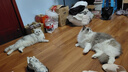 荒野盛宴无谷鸭肉鹌鹑成幼全猫粮 去火泪痕克软便6.35kg美版 效期27年2月 实拍图