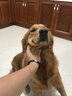 麦富迪狗粮 无谷牛肉双拼狗粮成犬 小型犬中大型犬通用10kg/20斤 实拍图