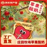 庄园牧场甘肃特产老兰州醪糟酸奶优质原奶奶香自然浓郁 庄园苹果酸奶160g*12袋(泡沫箱) 实拍图