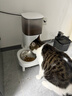 霍曼（Homerun）宠物智能自动喂食器猫粮狗粮定时猫咪自动投食机不锈钢双碗增高版 实拍图