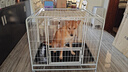 獒少保狗笼方管狗笼子大中小型犬金毛加粗宠物狗狗笼子狗屋用品 白色带天窗94*64*85cm 建议60斤内中大型犬 实拍图