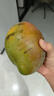 集南鲜 凯特芒果 四川攀枝花芒果当季大青皮黄皮大芒果新鲜水果整箱 含箱5斤  单果400g起  净重4.5斤 实拍图