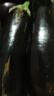 【京东快递】现摘现发新鲜绿把黑茄新鲜蔬菜生鲜 绿把茄子 3斤 净重 实拍图