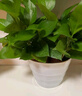 双盟绿萝盆栽除甲醛花卉绿植办公室新房净化空气110竖纹盆8盆源头直发 实拍图