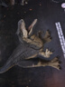 Jurassic World生日礼物侏罗纪世界哈蒙德大型收藏系列异特龙恐龙仿真模型JCG13 实拍图