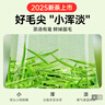 贡苑绿茶信阳毛尖特级250g 2025新茶正宗明前春茶嫩芽茶叶自己喝送礼 实拍图