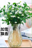 行湘九里香水培绿植盆栽 九里香6-8株+菱形玻璃瓶颜色随机 源头直发 实拍图