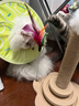 HELLOJOY猫抓柱剑麻猫抓板猫玩具耐抓耐磨不掉屑猫爬架立式自嗨解闷用品 实拍图