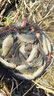 达亿瓦（DAIWA）一击 轻量鲤鱼鲫鱼草鱼罗非 进口鱼竿手杆 轻硬挺 休闲台钓 6.3m 一击F 63.K（综合） 不支持使用/试用后退换货 实拍图