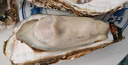 鲜京采 鲜活生蚝4XL 净重5斤 10-13只 鲜活到家 生鲜海鲜 源头直发 实拍图