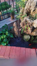 首力太阳能喷泉自动循环增氧机鱼池水缸户外庭院假山景观喷水器小水泵 16cm 太阳能-12灯【蓄电款】 增氧/喷泉二合一 实拍图