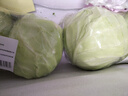 北菜园有机圆白菜400g 卷心菜包菜新鲜蔬菜【进店多样加购】北京延庆 实拍图