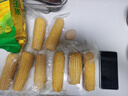十月稻田 黄糯玉米 3.52斤(220g*8根) 25年新玉米 低脂 早餐零食 东北玉米 实拍图
