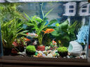 异景园鱼缸水族箱造景水榕沉木活体水草淡水无土植物后景真水草净水增氧 三头大叶榕沉木 实拍图