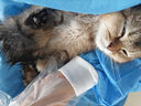 WarsunWL01猫藓灯伍德氏荧光蔬菜检测紫光紫外线365nm手电筒照猫尿 实拍图