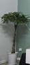 叹为观止大型植物发财树各种大颗盆栽开业乔迁客厅办公室内好养大型花卉 辫子发财树【1.2-1.4米】 含盆 实拍图