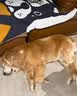 甲钴胺宠物宝复定片狗宠物维生素b1b12猫咪狗狗神经炎专用药 1瓶【猫狗神经炎】兽医推荐 实拍图