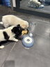 甜浪海猫碗双碗自动喂食器不锈钢狗盆幼猫吃饭喝水防打翻饮水机宠物食盆 实拍图