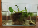 高清热弯浮法透明玻璃鱼缸客厅家用造景装饰生态中小型生态金鱼缸 热弯鱼缸-裸缸 长35*宽20*高22cm 实拍图