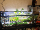 【京东物流】水草套餐 好养耐活真水草植物绿菊大叶绿九冠鱼缸 红波 双头 沉木一份 实拍图