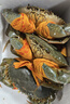 【活蟹】掌昕鲜三门青蟹 全母蟹（6-7两/只）3只 生鲜活螃蟹海鲜水产送礼品盒源头直发 实拍图
