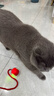 HELLOJOY猫咪玩具自嗨解闷神器智能电动逗猫球自动逗猫棒幼猫遛猫消耗体力 实拍图