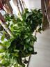 双盟绿萝盆栽除甲醛花卉绿植办公室新房净化空气160红2盆源头直发 实拍图