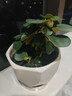 小盼菩提树盆栽绿植物室内花盆景办公室桌面观叶四季客厅好养活树 菩提【带果发货】原盆原土 带盆栽好 实拍图