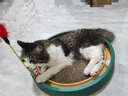 疯狂的主人 猫抓板窝超大号圆形不掉屑耐磨一体猫窝磨爪猫咪玩具 实拍图
