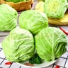 京鲜生山东新鲜绿甘蓝净重5斤单果200g+卷心菜甘蓝新鲜蔬菜 源头直发 实拍图