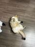 Orijen渴望猫粮 成猫幼猫粮 六种鱼肉无谷全价通用进口5.4kg效期26/7 实拍图