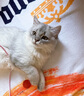 佳朔金渐层活体宠物猫咪幼猫纯种英短全程辅助养猫签订合同双重保障 宠物级 英短银渐层 实拍图