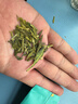 成西湖绿茶龙井茶叶春茶明前特级300g独立小泡装自己喝 实拍图